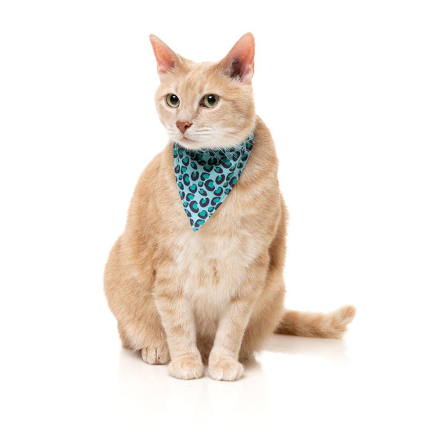 Aqua - Fashion pack for cats