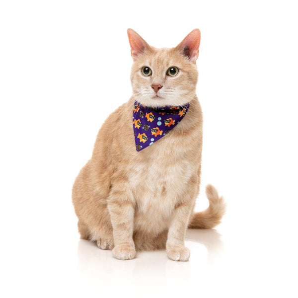 Caturday night Fever - Fashion pack for cats