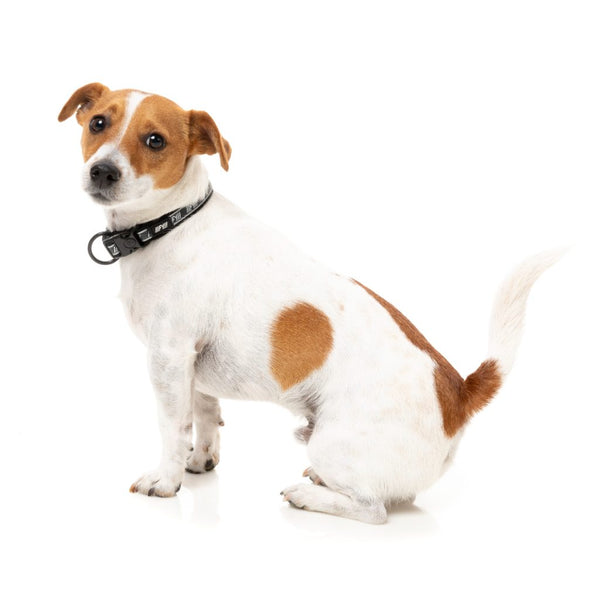 Black - FY Active Dog Collar