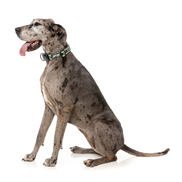 Khaki - FY Active Dog Collar