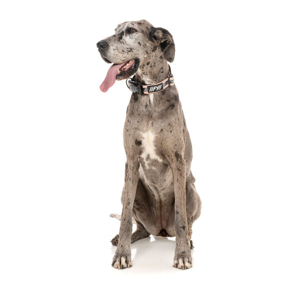 Peach - FY Active Dog Collar