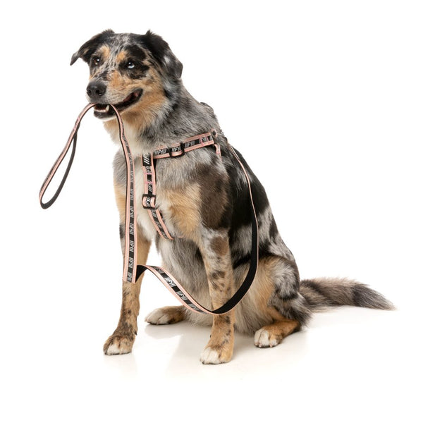 Peach - FY Active Dog Leash