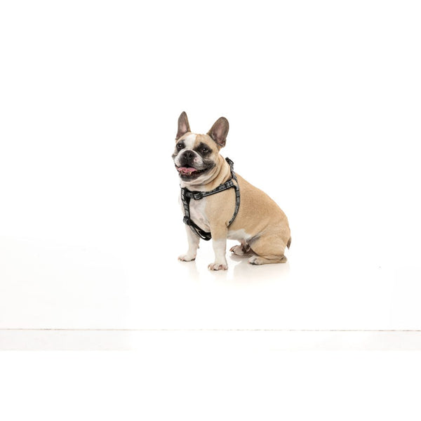 Black - Strap FY Active Harness for dogs