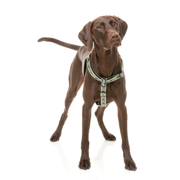 Khaki - Strap FY Active Harness for dogs