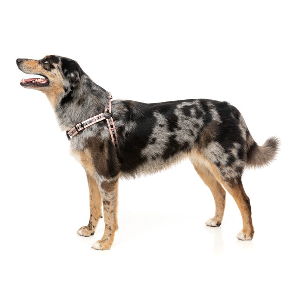 Peach - Strap FY Active Harness for dogs