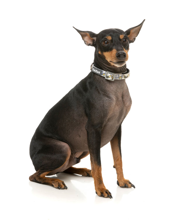 Go Banana - Collar para perros