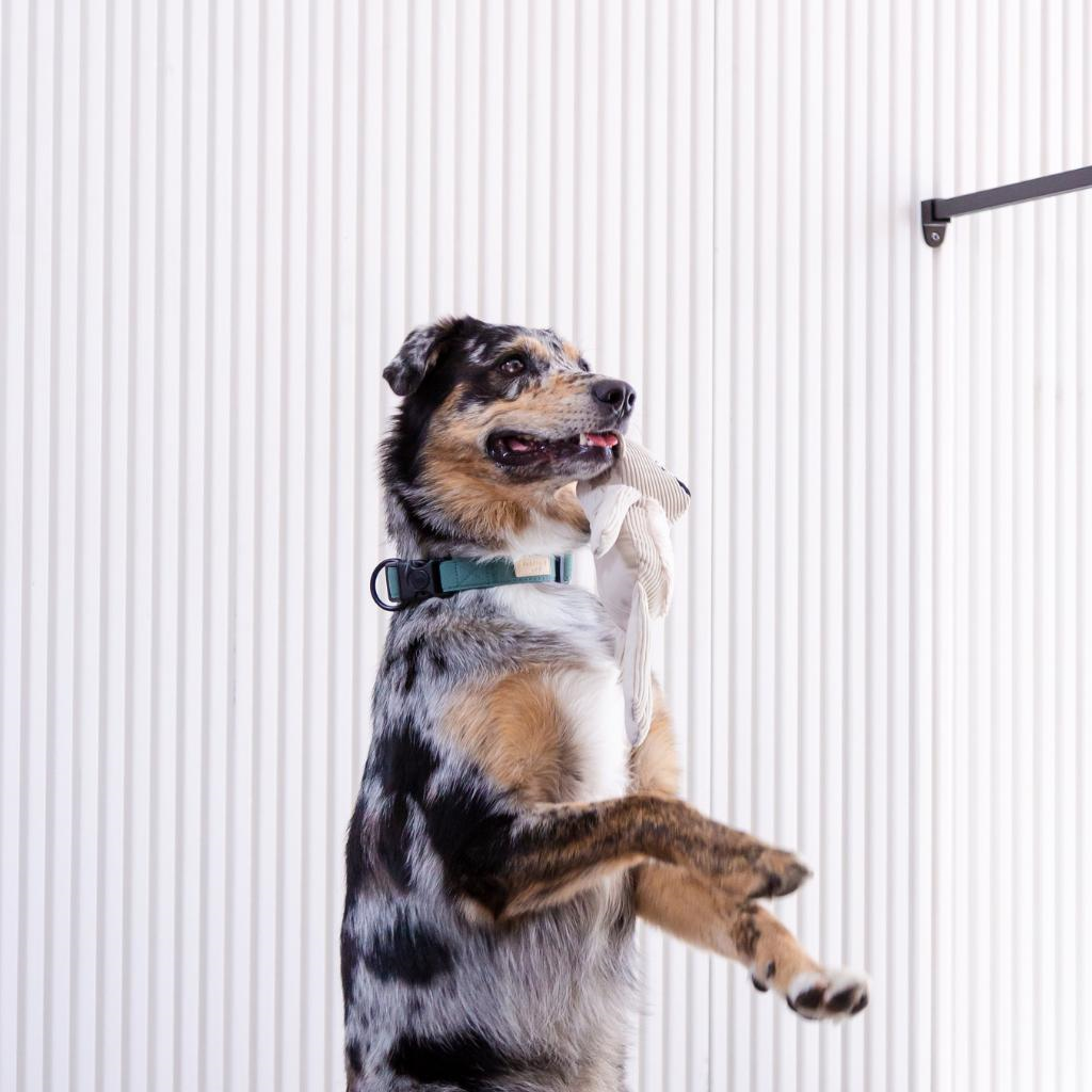 Myrtle Green - Collare per cani in cotone FY Life