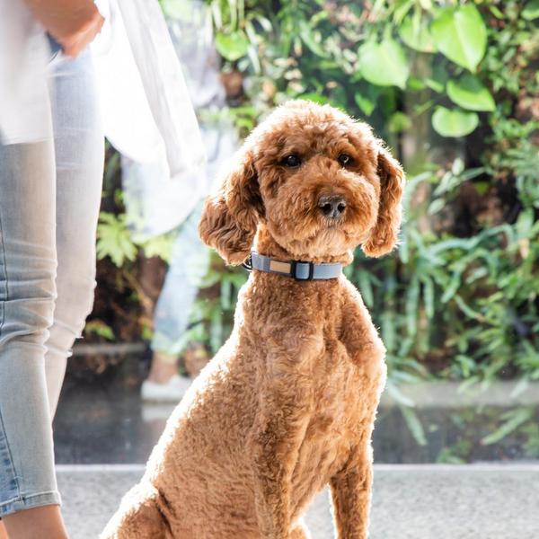 French Blue - FY Life Cotton Dog Collar