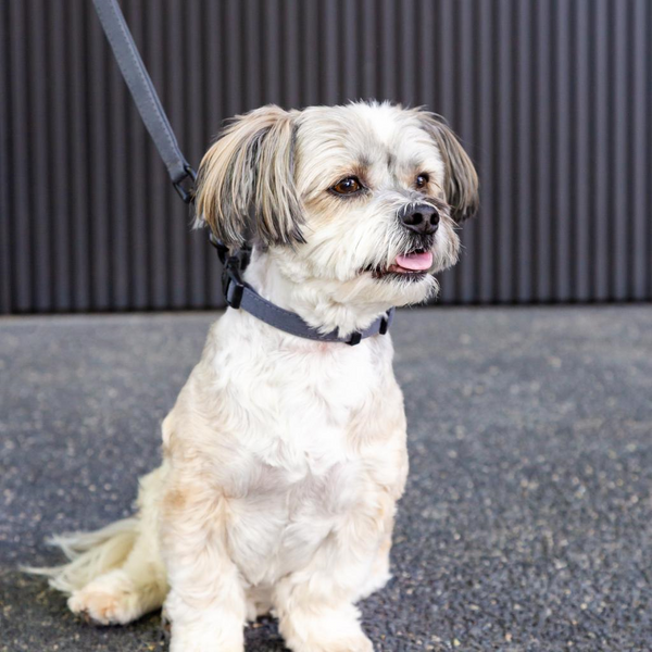 Slate Grey - FY Life Cotton Dog Collar