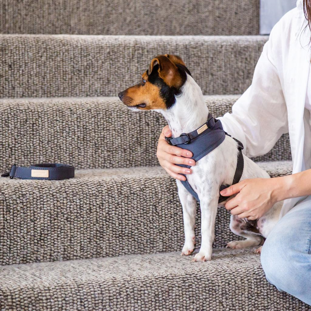 Slate Grey - Imbracatura per cani Step In