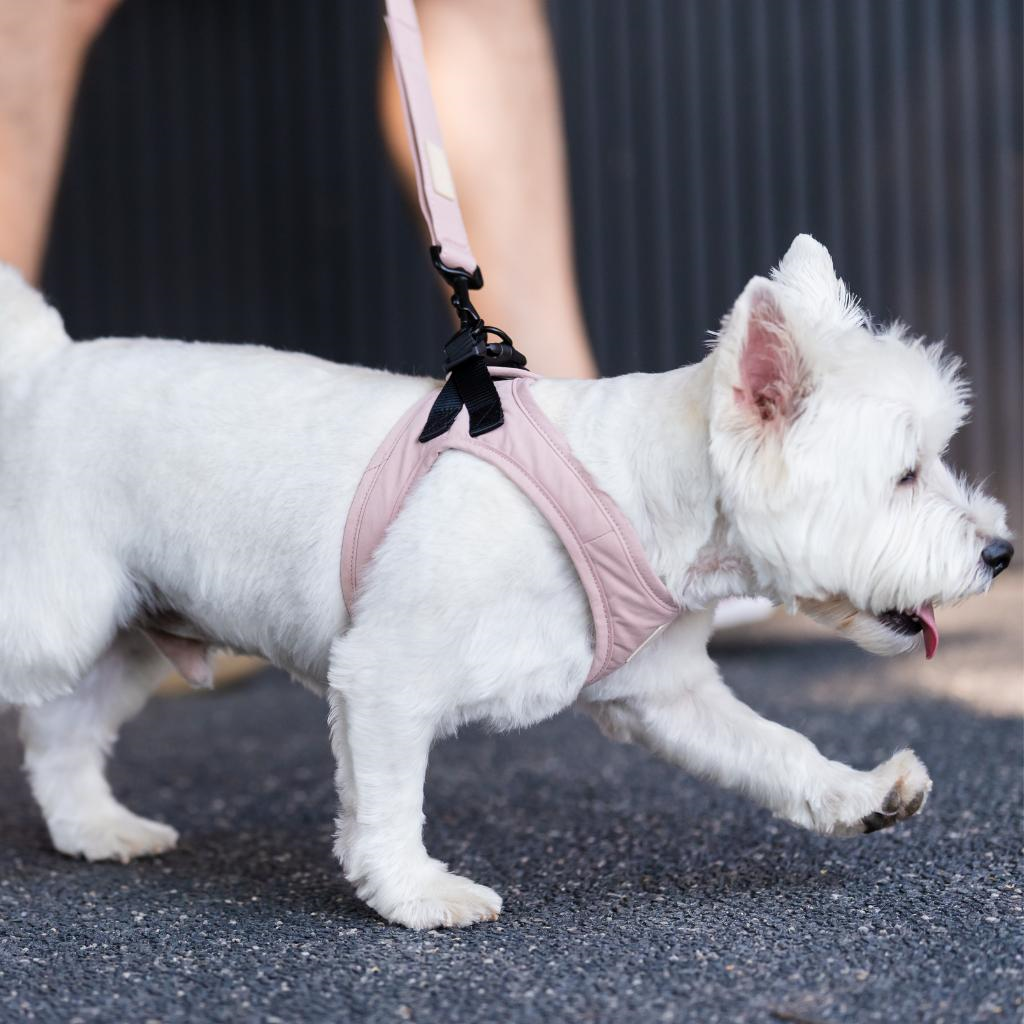 Soft Blush - Imbracatura per cani Step In