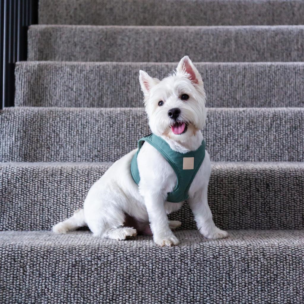 Myrtle Green - Imbracatura per cani Step In