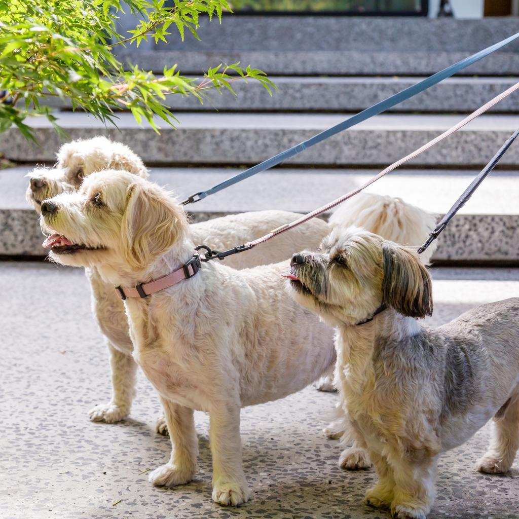 Soft Blush - Guinzaglio per cani in cotone FuzzYard Life