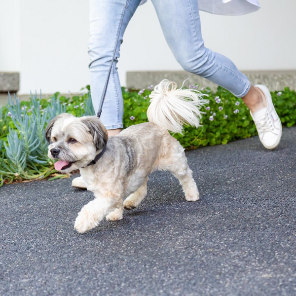 Slate Grey - FuzzYard Life Cotton Dog Leash