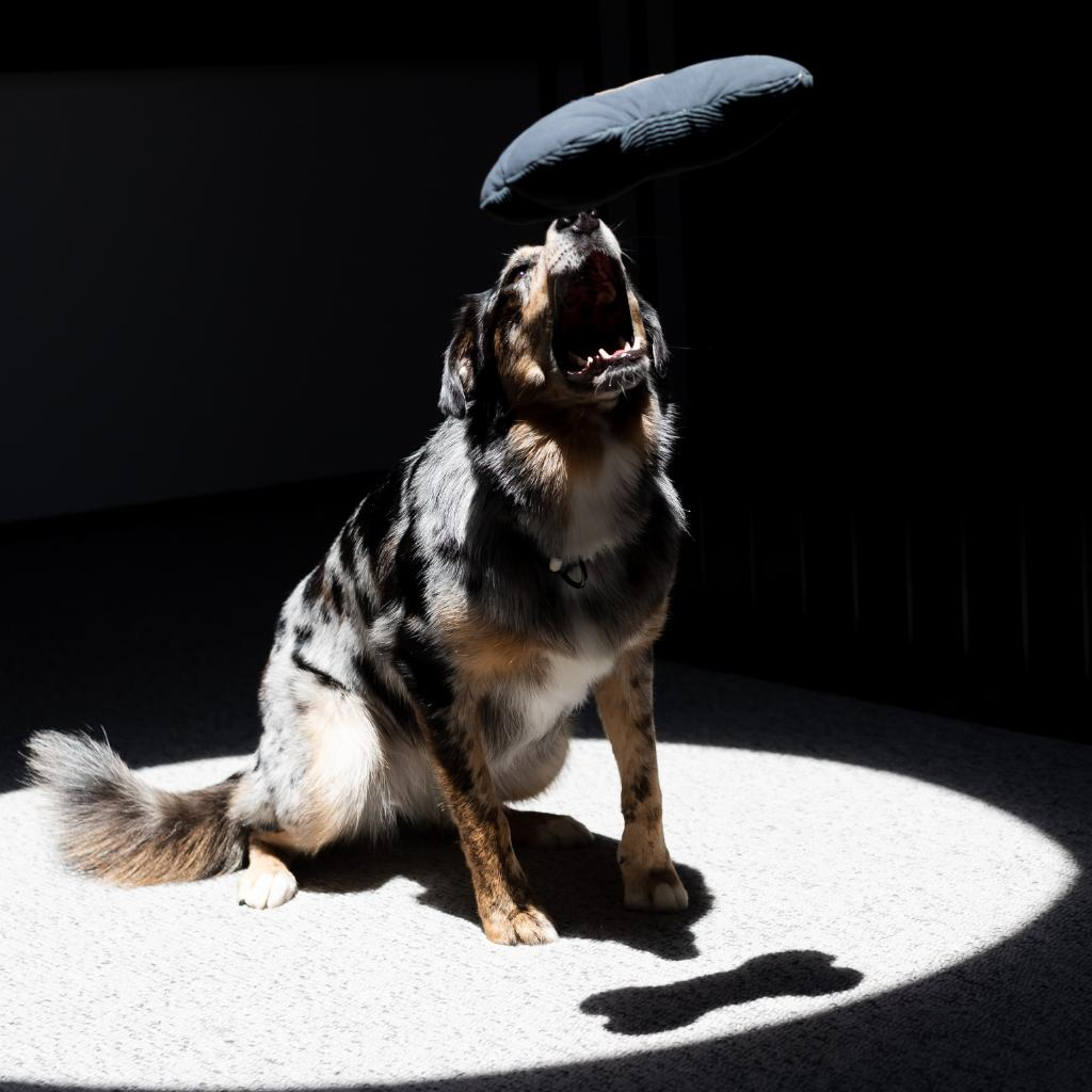 Osso grigio ardesia - Giocattolo per cani FuzzYard Life