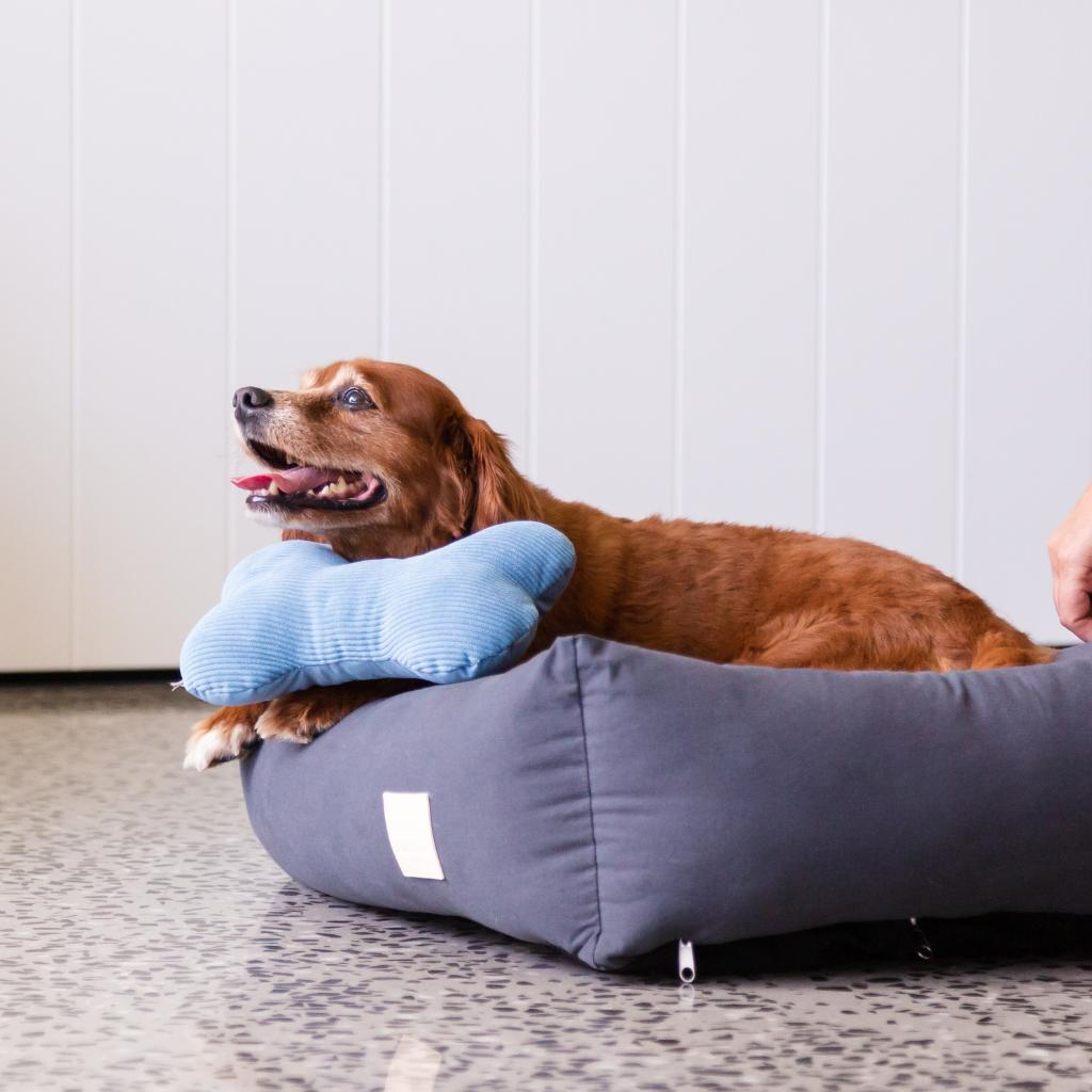 Osso blu francese - Giocattolo per cani FuzzYard Life