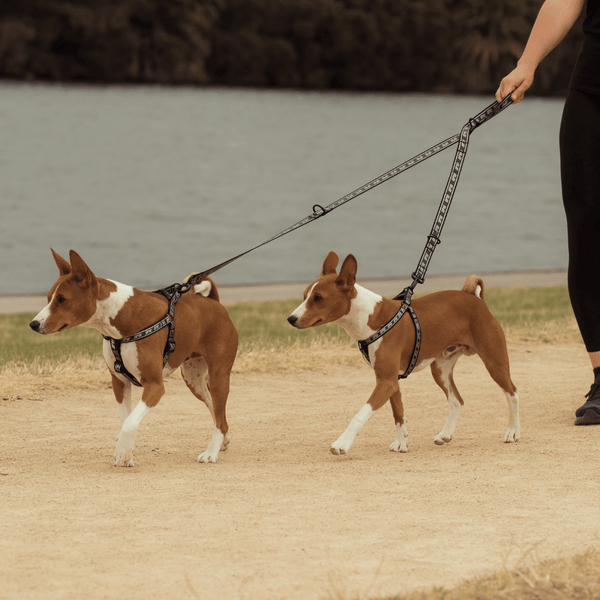 FY Active dog leash separator in two