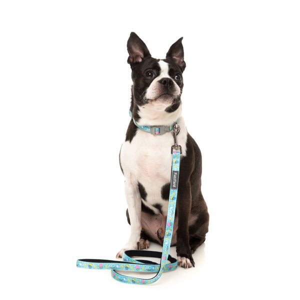 Wakey Wakey - Collar para perros