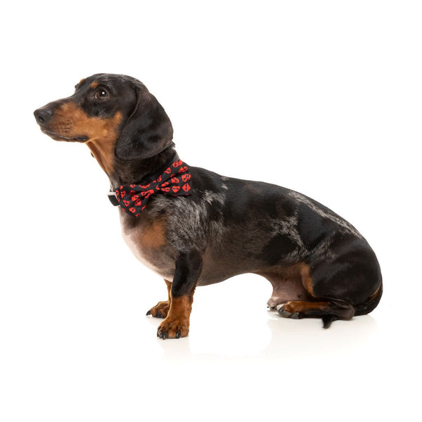 Best In Show Pet Bowtie