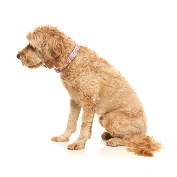 Hey There Sweetie - Collar para perros